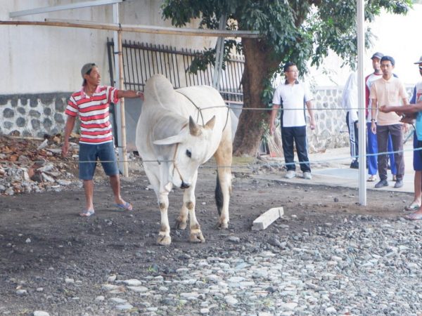 LATIHAN QURBAN 2019