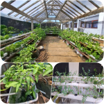 Green House Hidroponik