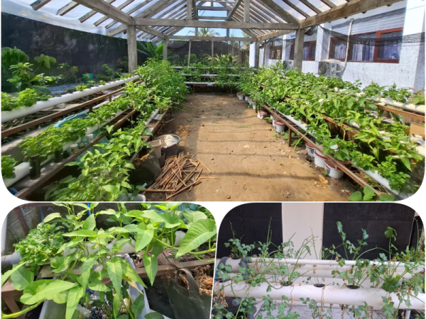 Green House Hidroponik